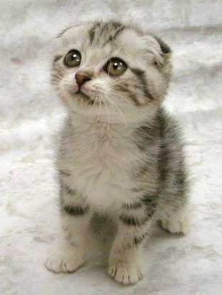 content/slides/1337/images/upload/kitten.jpg